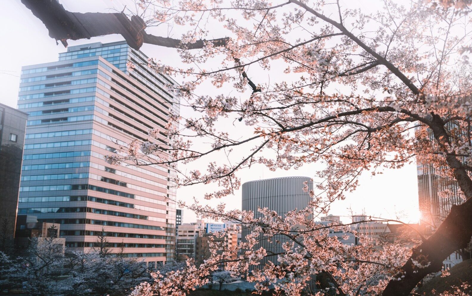 Cherry blossoms frame modern buildings at sunset.