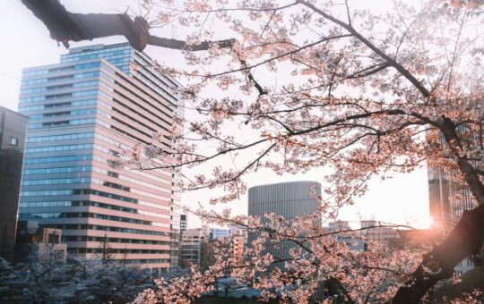 Cherry blossoms frame modern buildings at sunset.