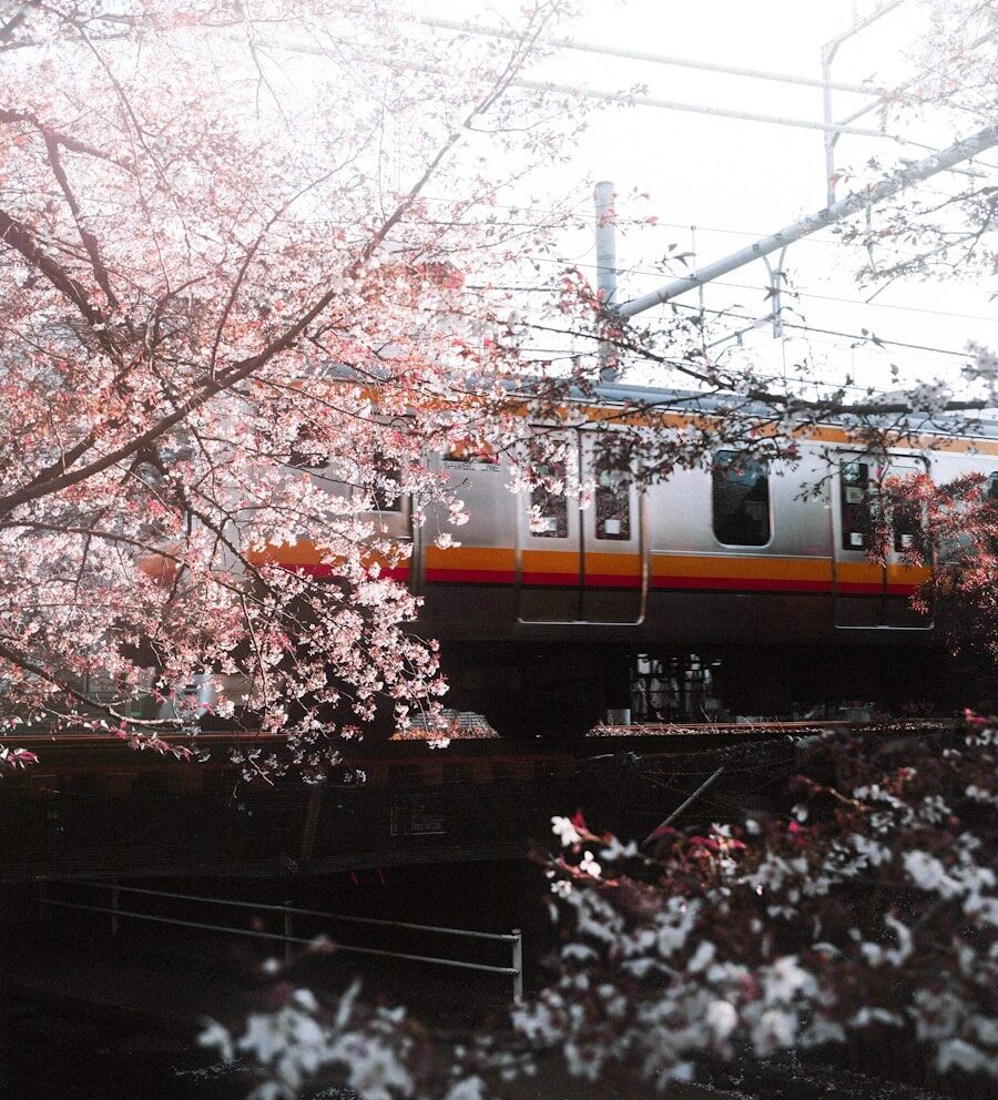 A train passes through cherry blossoms in bloom.