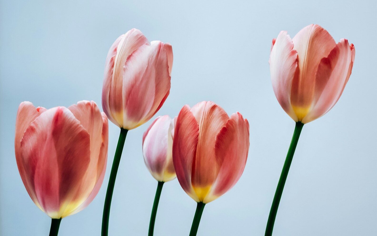 Five pink tulips stand against a pale blue background.