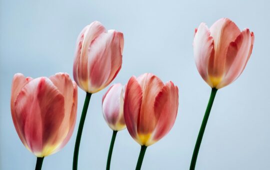 Five pink tulips stand against a pale blue background.